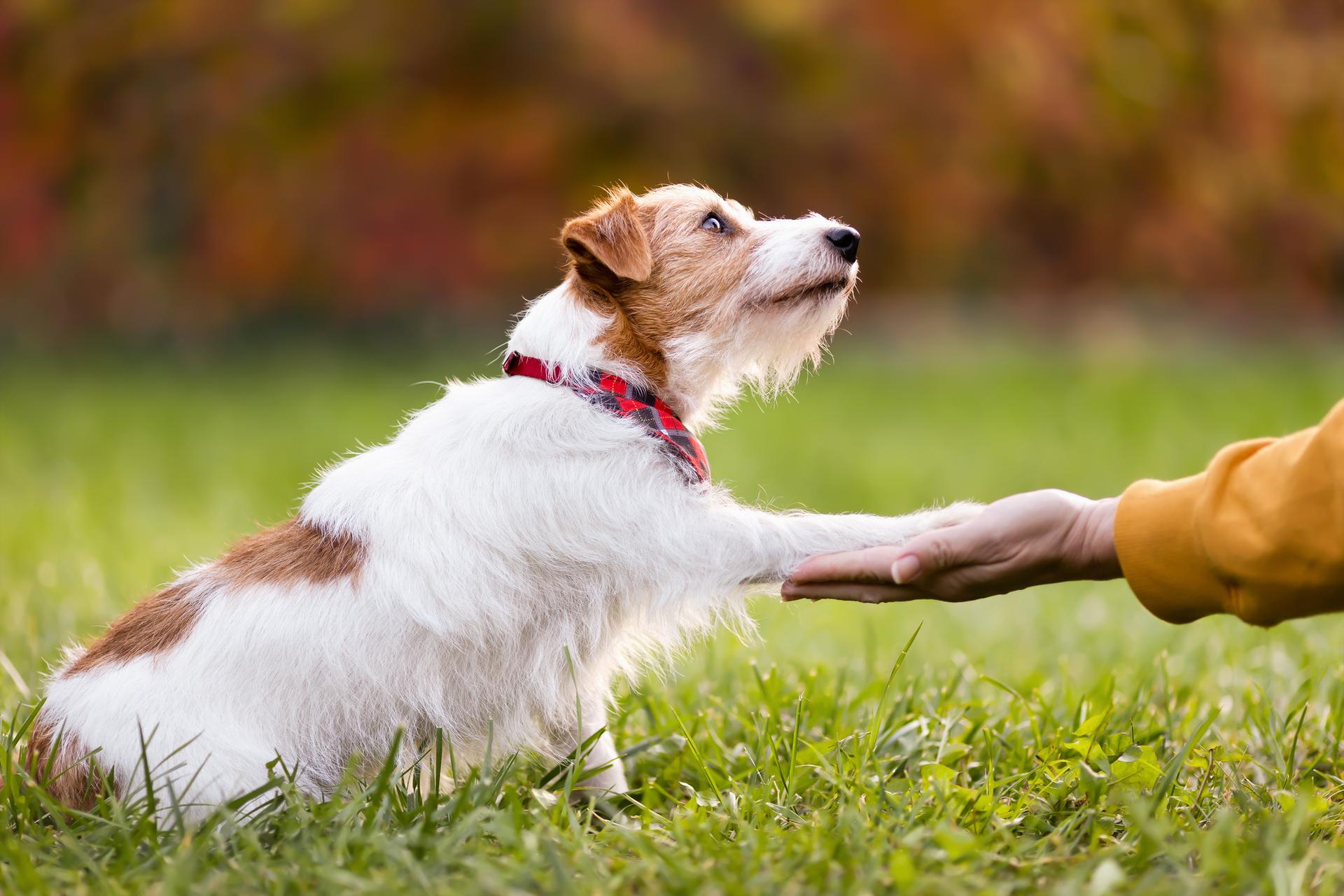 Cute pet dog giving paw to her owner trainer, friendship and love of human and animal