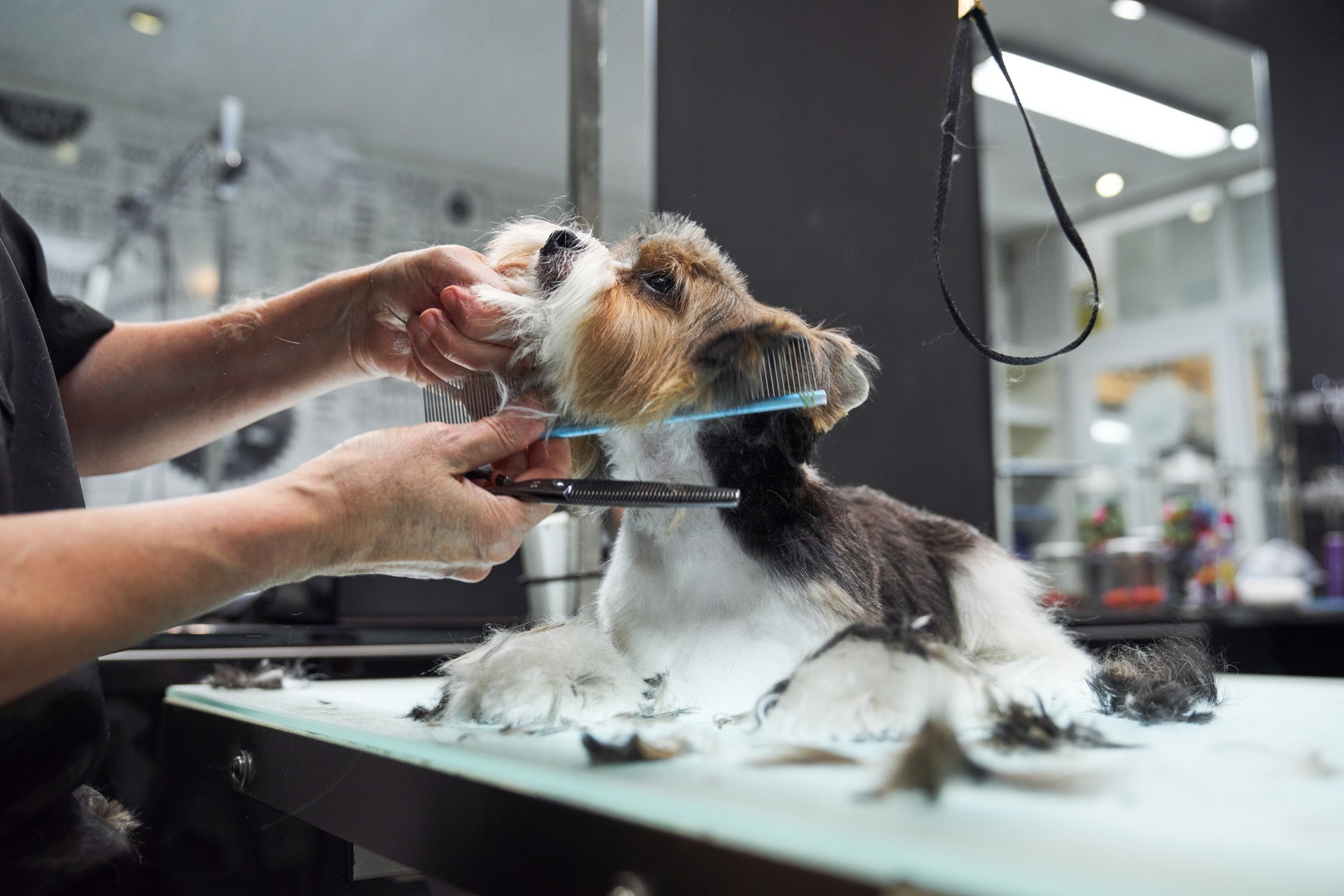 Unrecognizable groomer doing haircut for dog